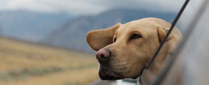 travelling with pets